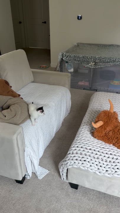 Enlarge Cookie Crisp & Cookie Crumble (bonded pair), a ADOPTABLE Domestic Medium Hair in Sacramento, CA video 3/6