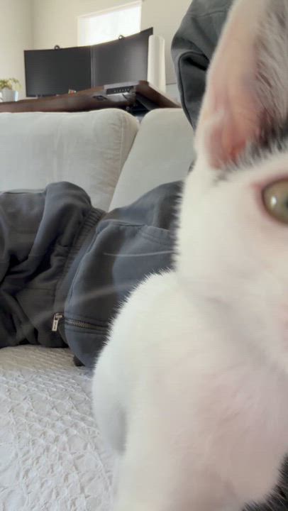 Enlarge Cookie Crisp, a ADOPTABLE Domestic Medium Hair in Sacramento, CA video 6/6