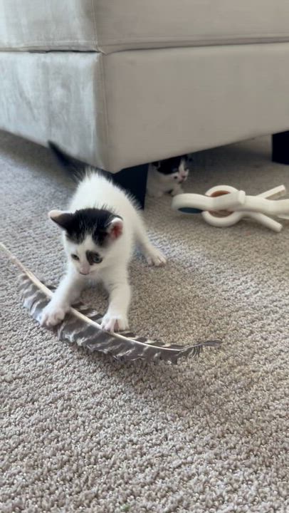 Enlarge Cookie Crisp & Cookie Crumble (bonded pair), a ADOPTABLE Domestic Medium Hair in Sacramento, CA video 2/6