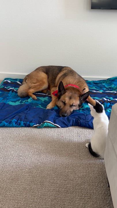 Enlarge Cookie Crisp, a ADOPTABLE Domestic Medium Hair in Sacramento, CA video 5/6