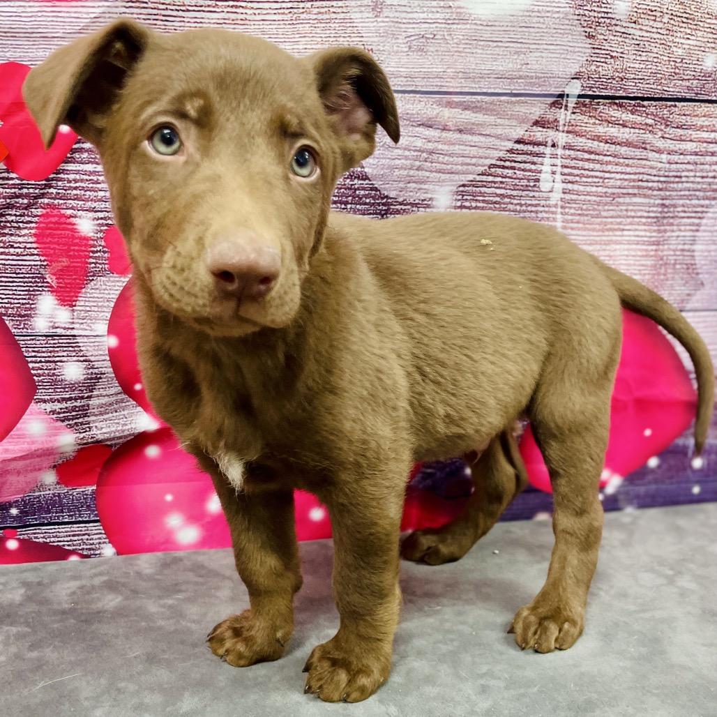 Enlarge Snickers, a Adoptable mixed breed in Lebanon, MO image 1/3