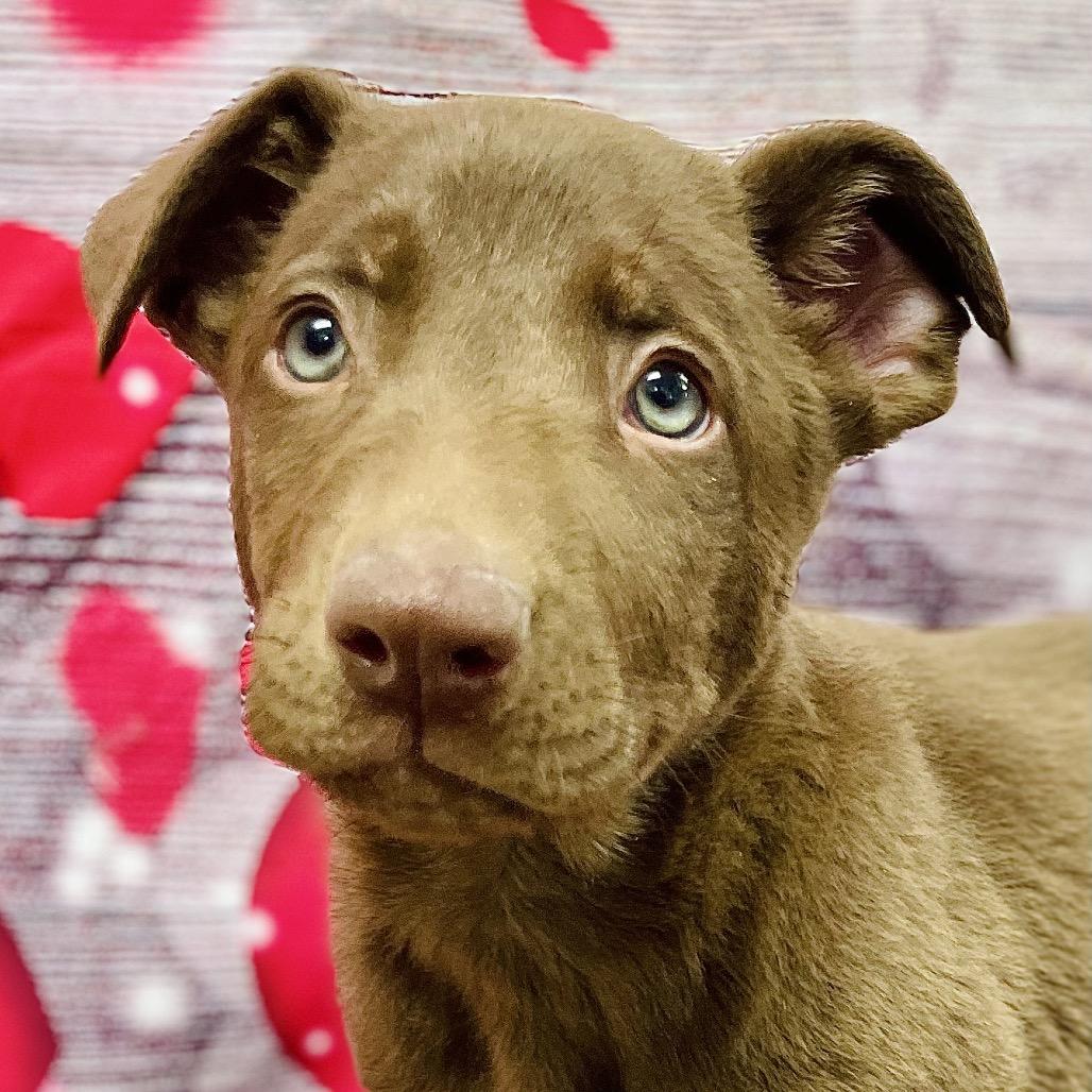 Enlarge Snickers, a Adoptable mixed breed in Lebanon, MO image 2/3