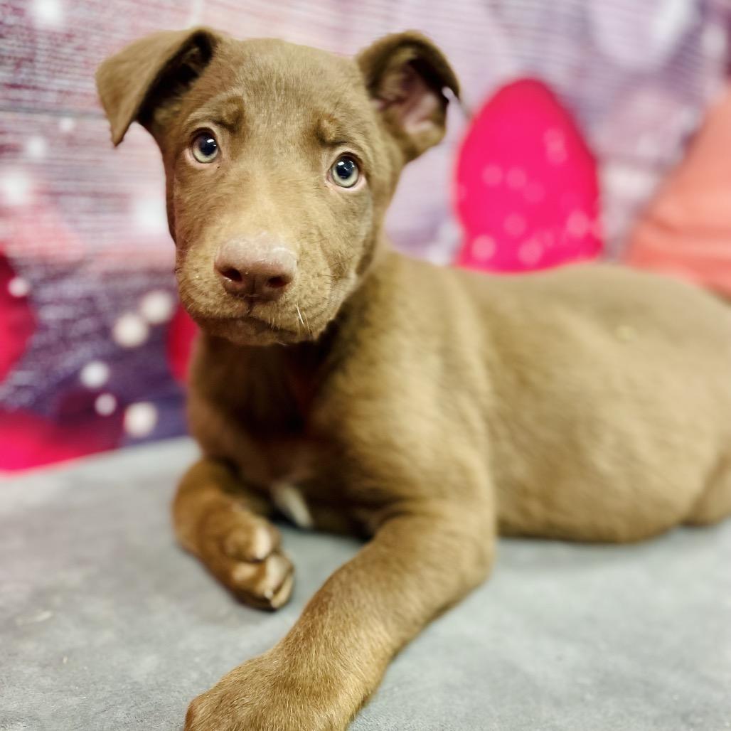 Enlarge Snickers, a Adoptable mixed breed in Lebanon, MO image 3/3