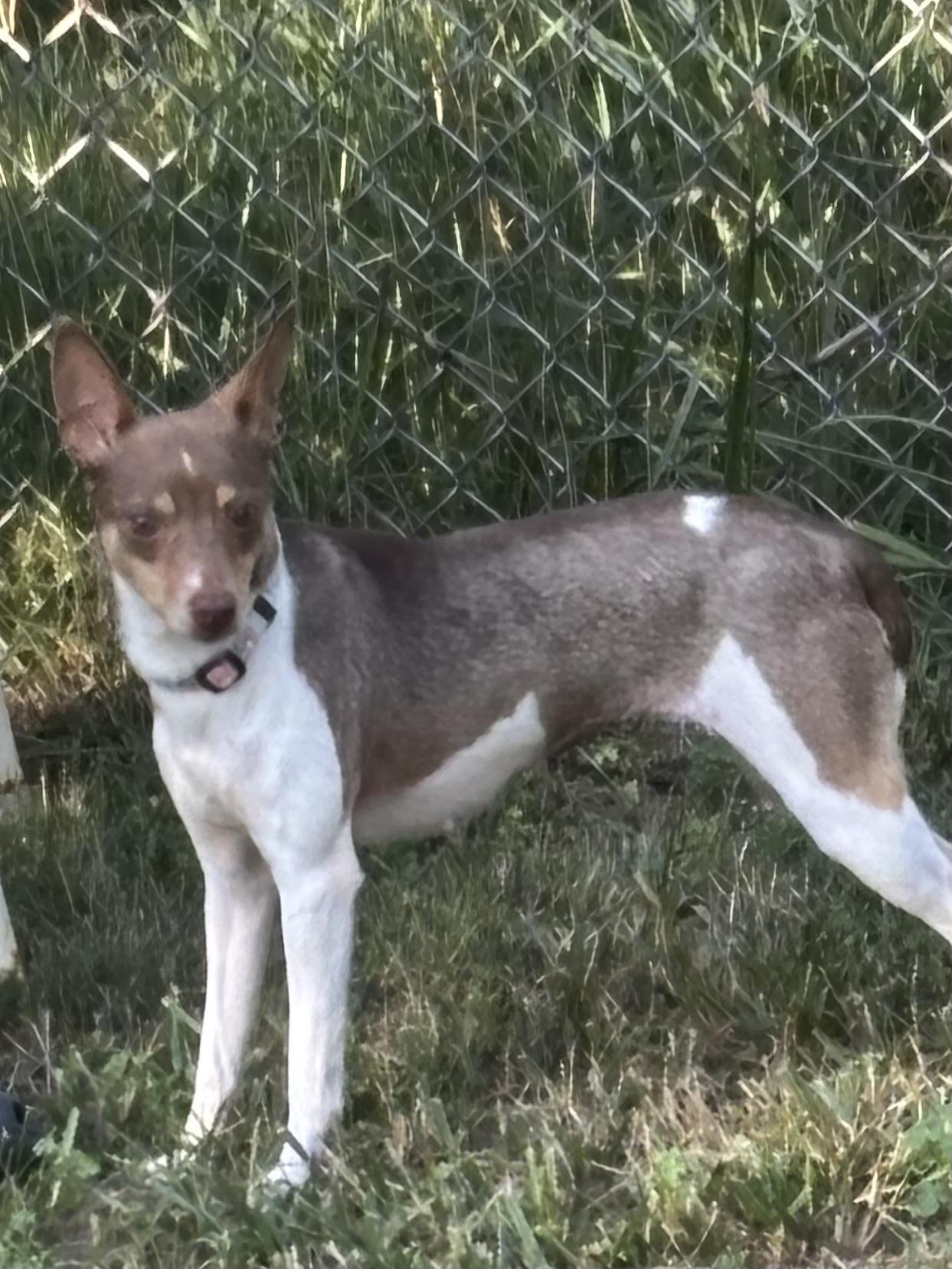 Jasper , ADOPTABLE, Young Male Rat Terrier.