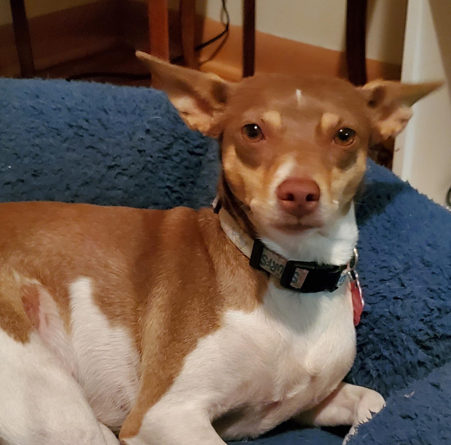 Jasper , Adoptable, Young Male Rat Terrier.