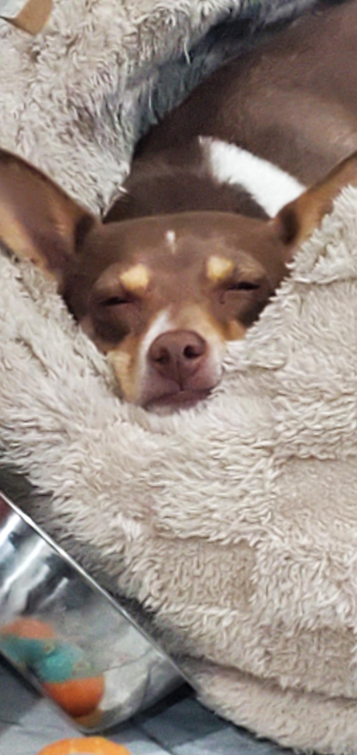 Enlarge Jasper , a Adoptable Rat Terrier in Adams, NE image 3/3