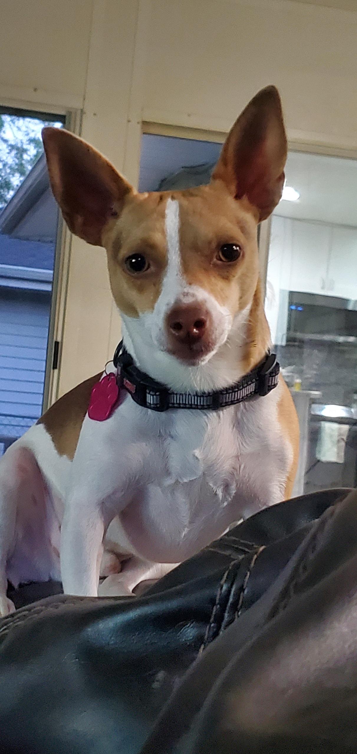 Enlarge Jasper , a Adoptable Rat Terrier in Adams, NE image 2/3