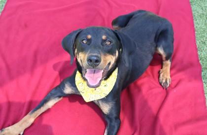 Bindi, a Adoptable Mixed Breed in Athens, GA image 1/3