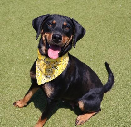 Bindi, a Adoptable Mixed Breed in Athens, GA image 2/3