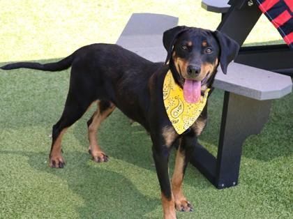 Bindi, a Adoptable Mixed Breed in Athens, GA image 3/3