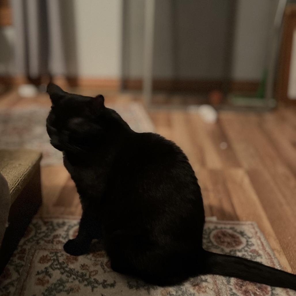 Enlarge Sapphire, a Adoptable Domestic Short Hair in Greenfield, IN image 2/3