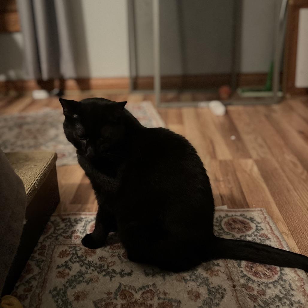 Enlarge Sapphire, a Adoptable Domestic Short Hair in Greenfield, IN image 3/3