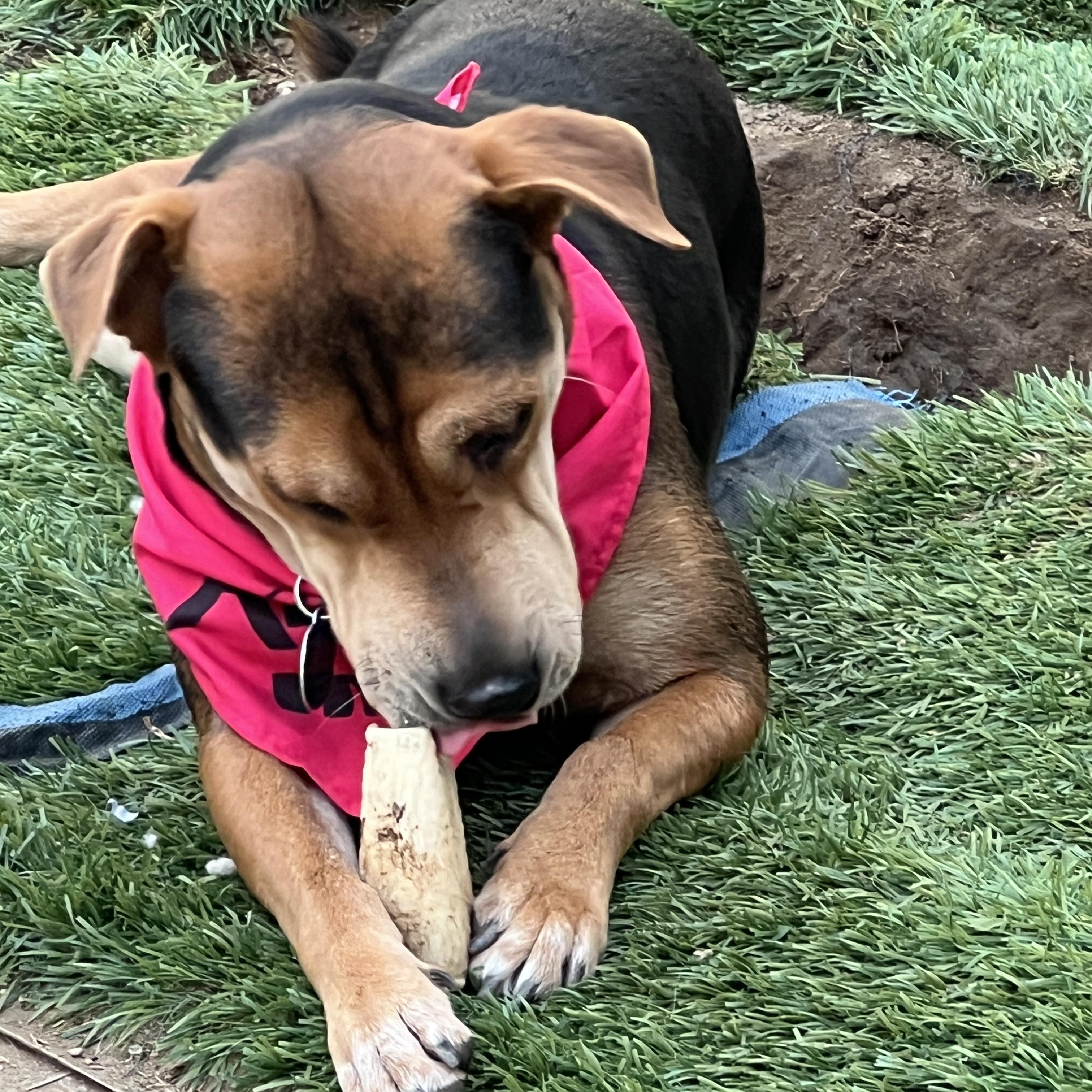 Ms. Beautiful Sienna, a Adoptable mixed breed in Ridgefield, WA image 5/6