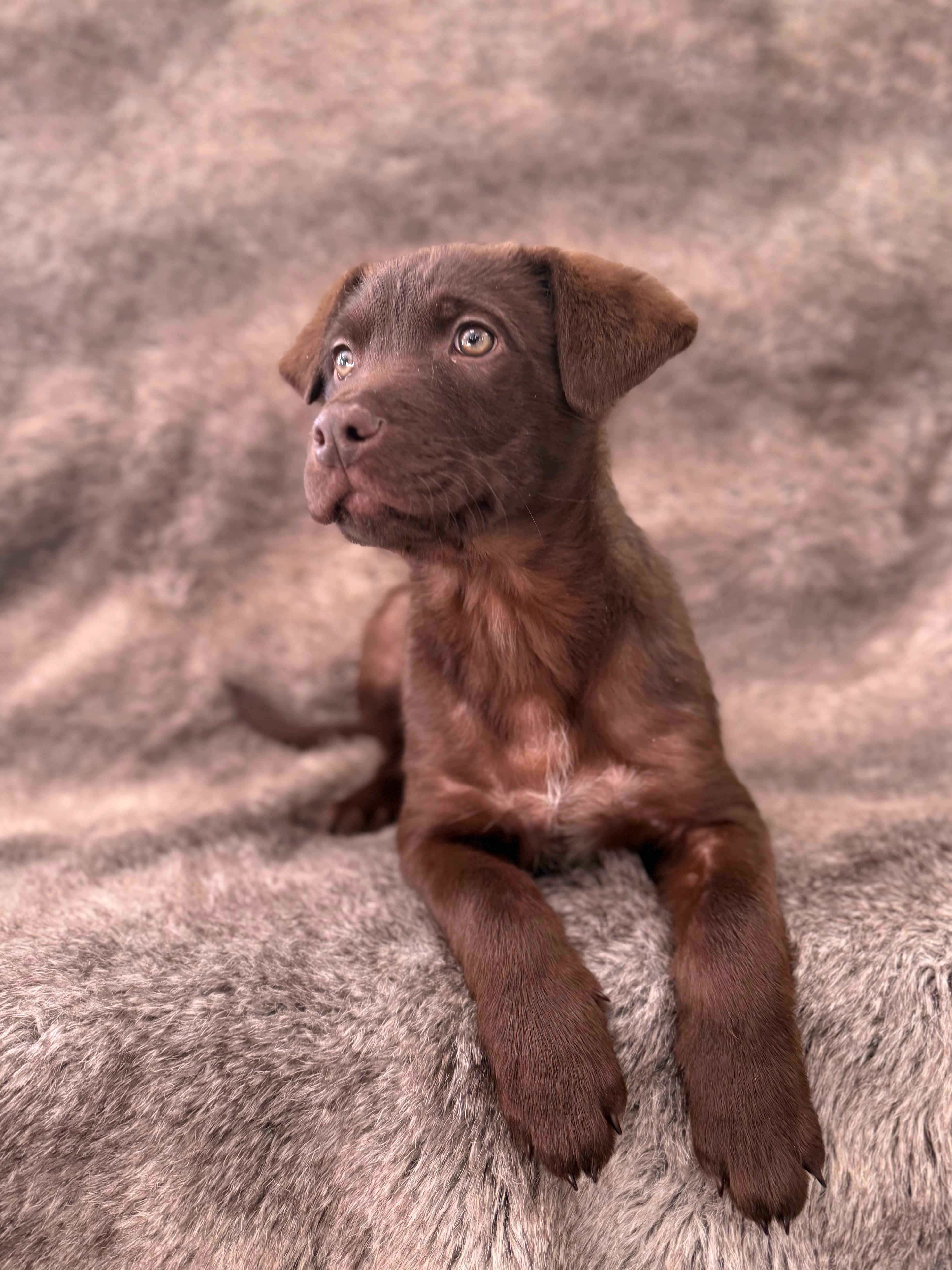 Nutmeg, adoptable, Puppy Male Labrador Retriever & Mixed Breed.