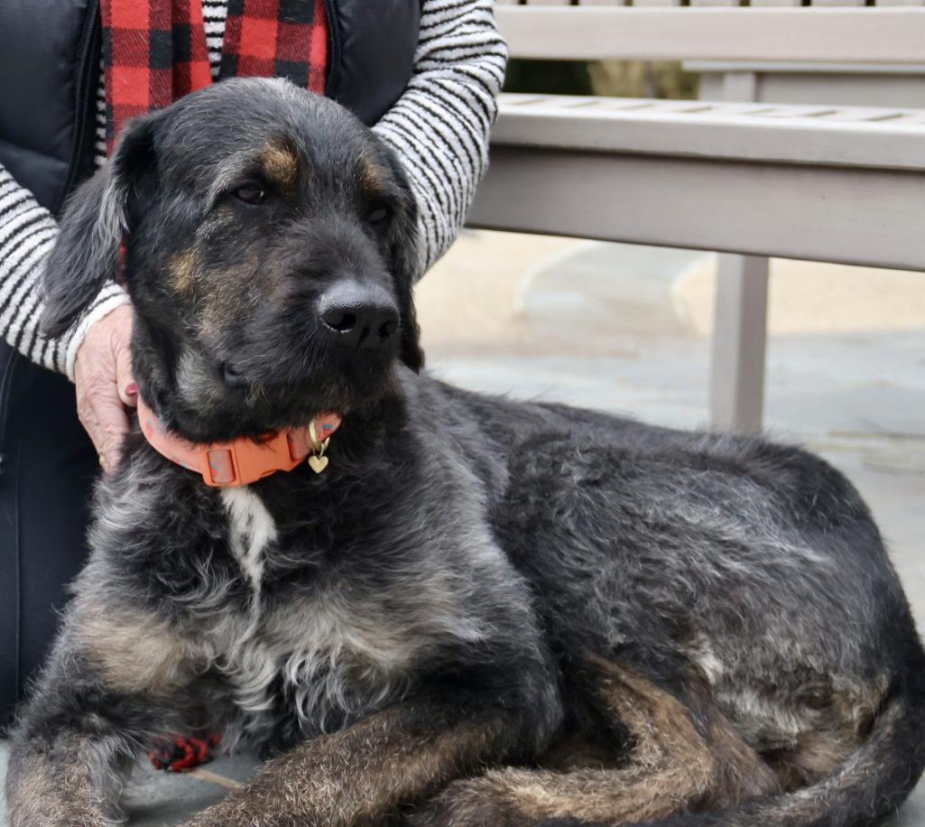 Enlarge Violet, an adopted mixed breed in POTOMAC, MD image 3/5