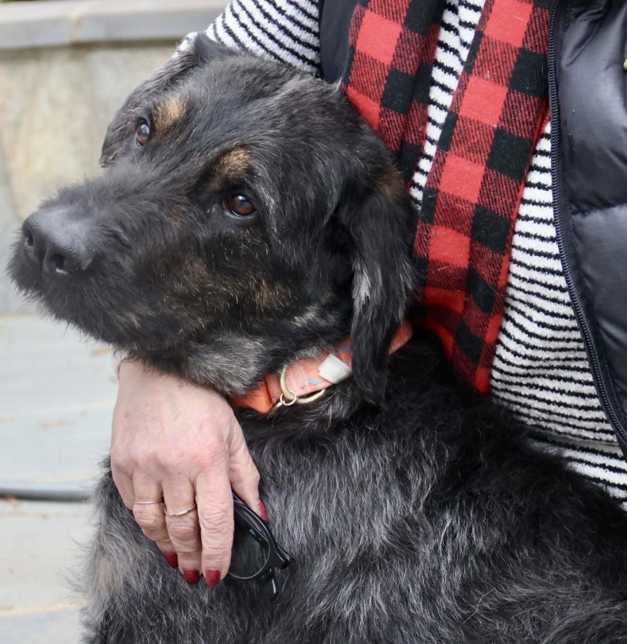 Enlarge Violet, an adopted mixed breed in POTOMAC, MD image 5/5