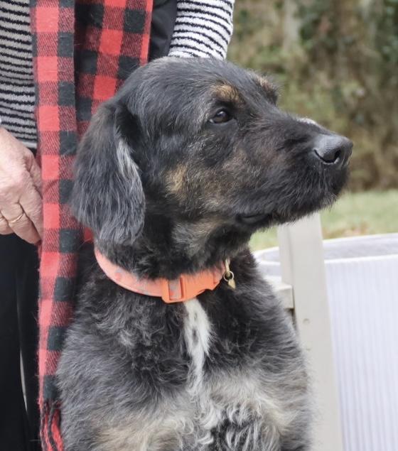 Enlarge Violet, an adopted mixed breed in POTOMAC, MD image 1/5