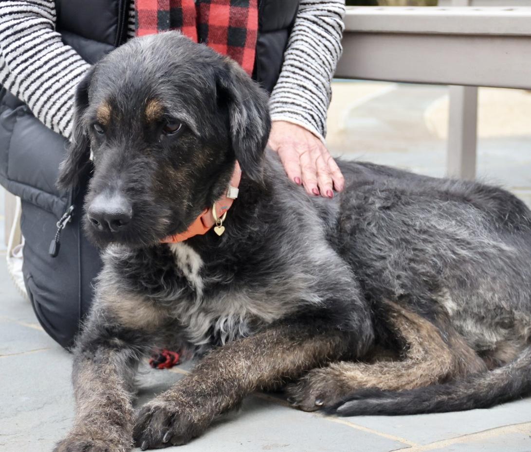 Enlarge Violet, an adopted mixed breed in POTOMAC, MD image 4/5
