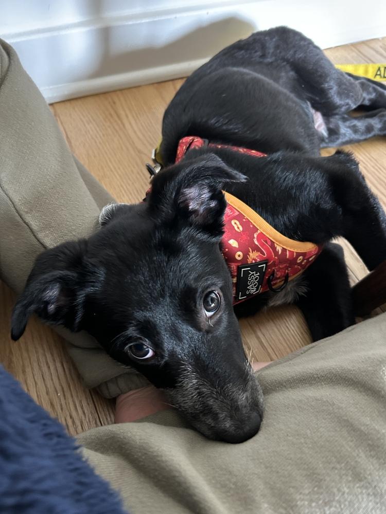 Enlarge Skye Junior, a Adoptable mixed breed in New York, NY image 2/6