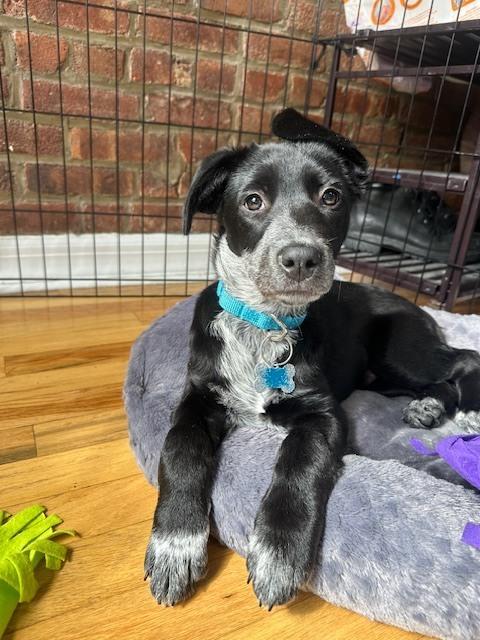 Enlarge Skye Junior, a Adoptable mixed breed in New York, NY image 4/6