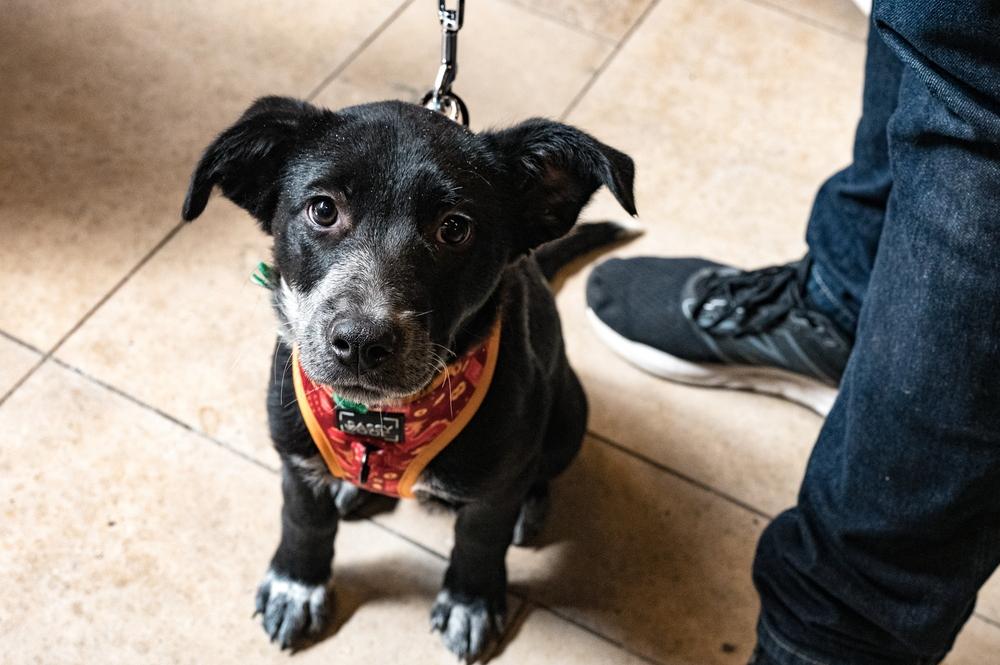 Enlarge Skye Junior, a Adoptable mixed breed in New York, NY image 5/6