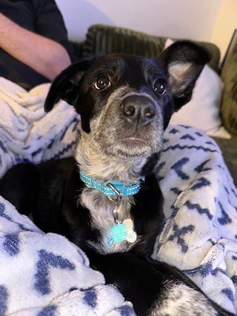 Enlarge Skye Junior, a Adoptable mixed breed in New York, NY image 6/6