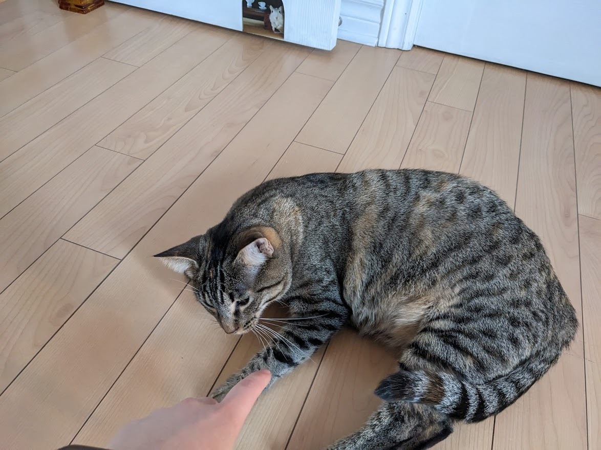 Viviane, Adoptable, Young Female Tabby.