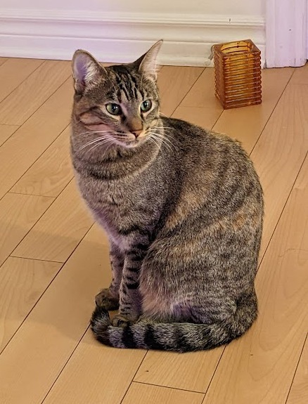 Viviane, Adoptable, Young Female Tabby.