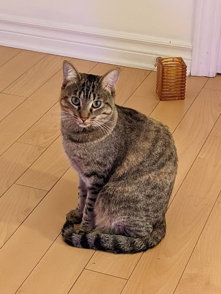 Viviane, a Adoptable Tabby in Verdun, QC image 3/12