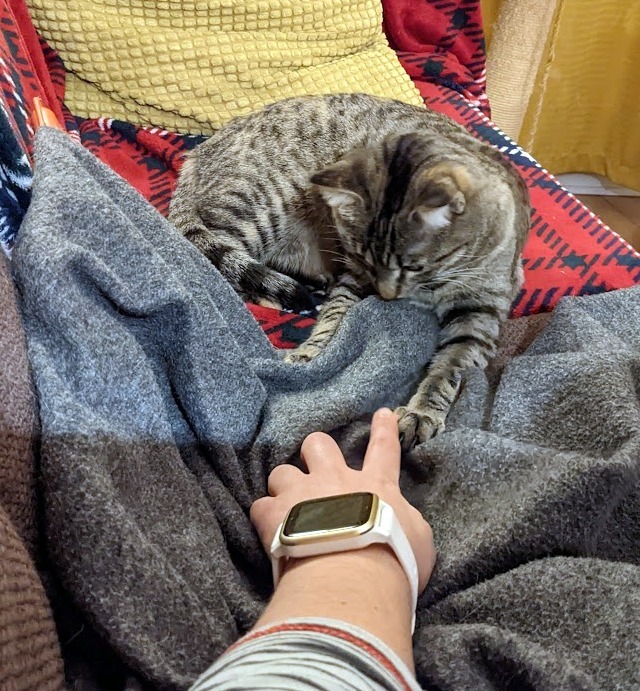 Viviane, a Adoptable Tabby in Verdun, QC image 4/12