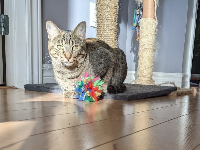 Viviane, a Adoptable Tabby in Verdun, QC image 5/12