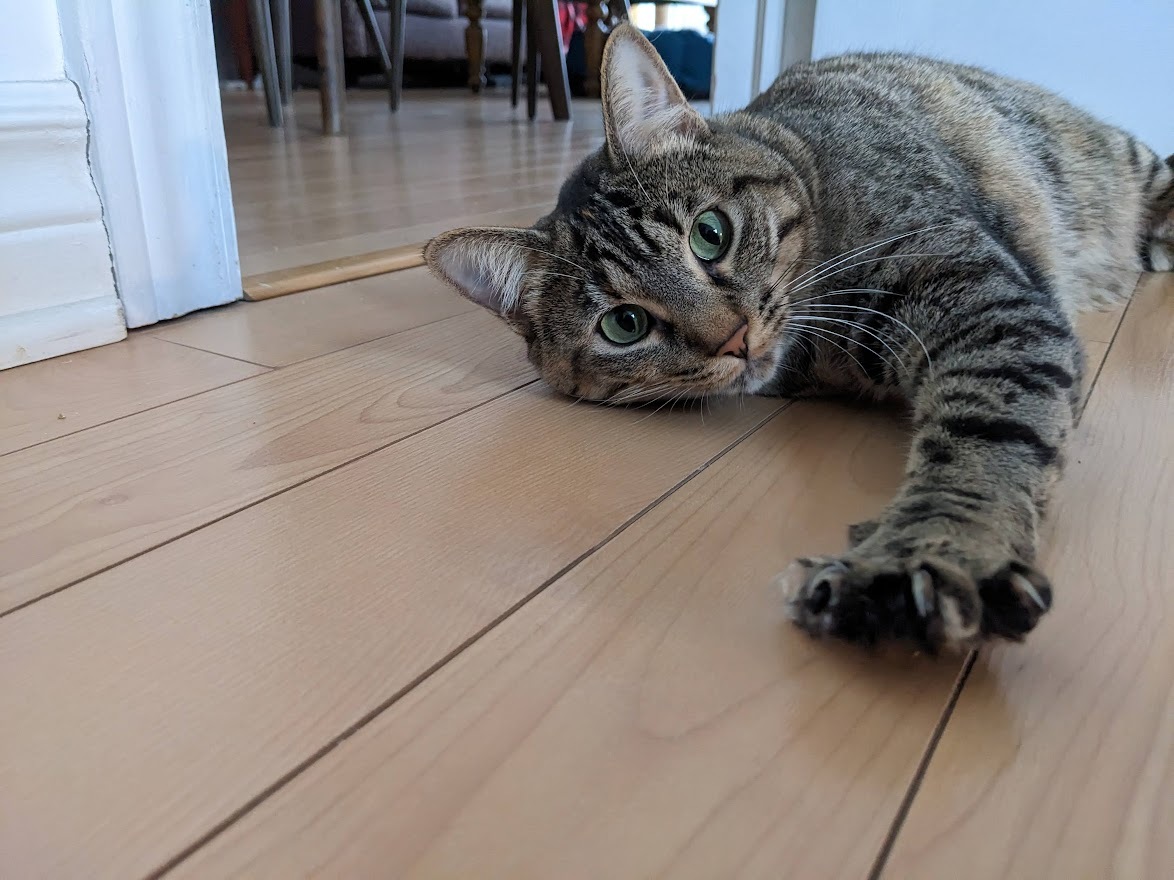 Viviane, a Adoptable Tabby in Verdun, QC image 6/12