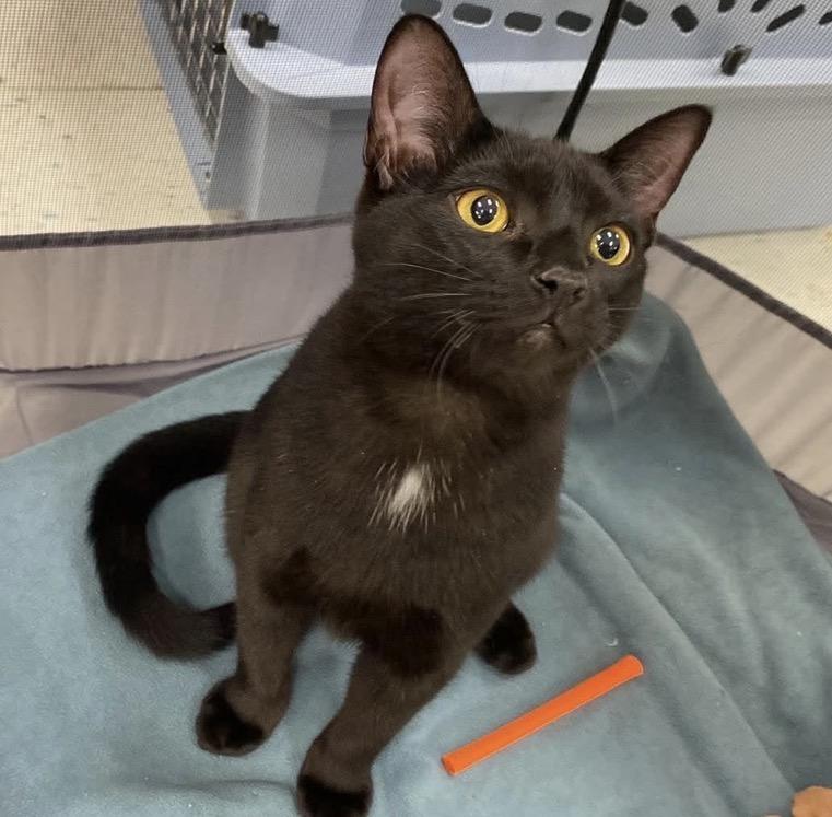 Enlarge Violet, a Adoptable Domestic Short Hair in Beloit, WI image 1/2