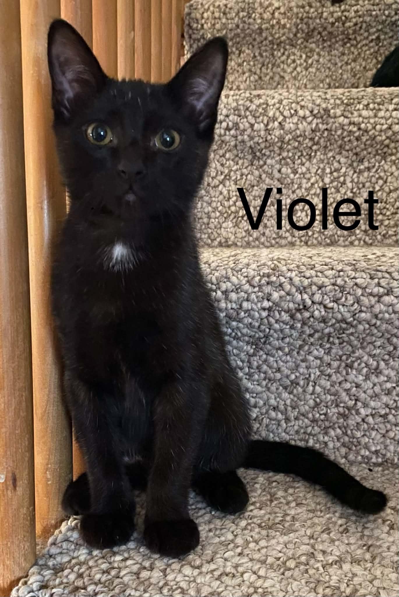 Enlarge Violet, a Adoptable Domestic Short Hair in Beloit, WI image 2/2