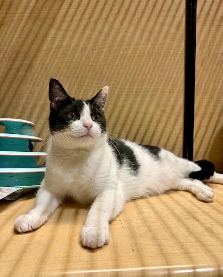 Enlarge Brady, a ADOPTABLE Domestic Short Hair in Manhattan Beach, CA image 3/4