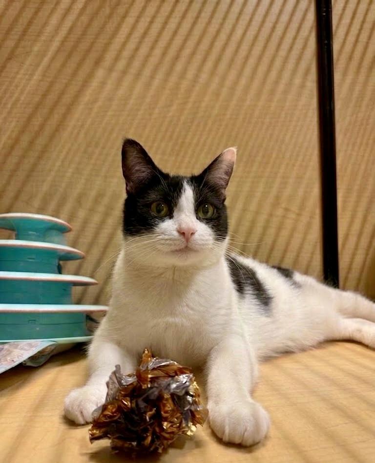 Enlarge Brady, a ADOPTABLE Domestic Short Hair in Manhattan Beach, CA image 2/4