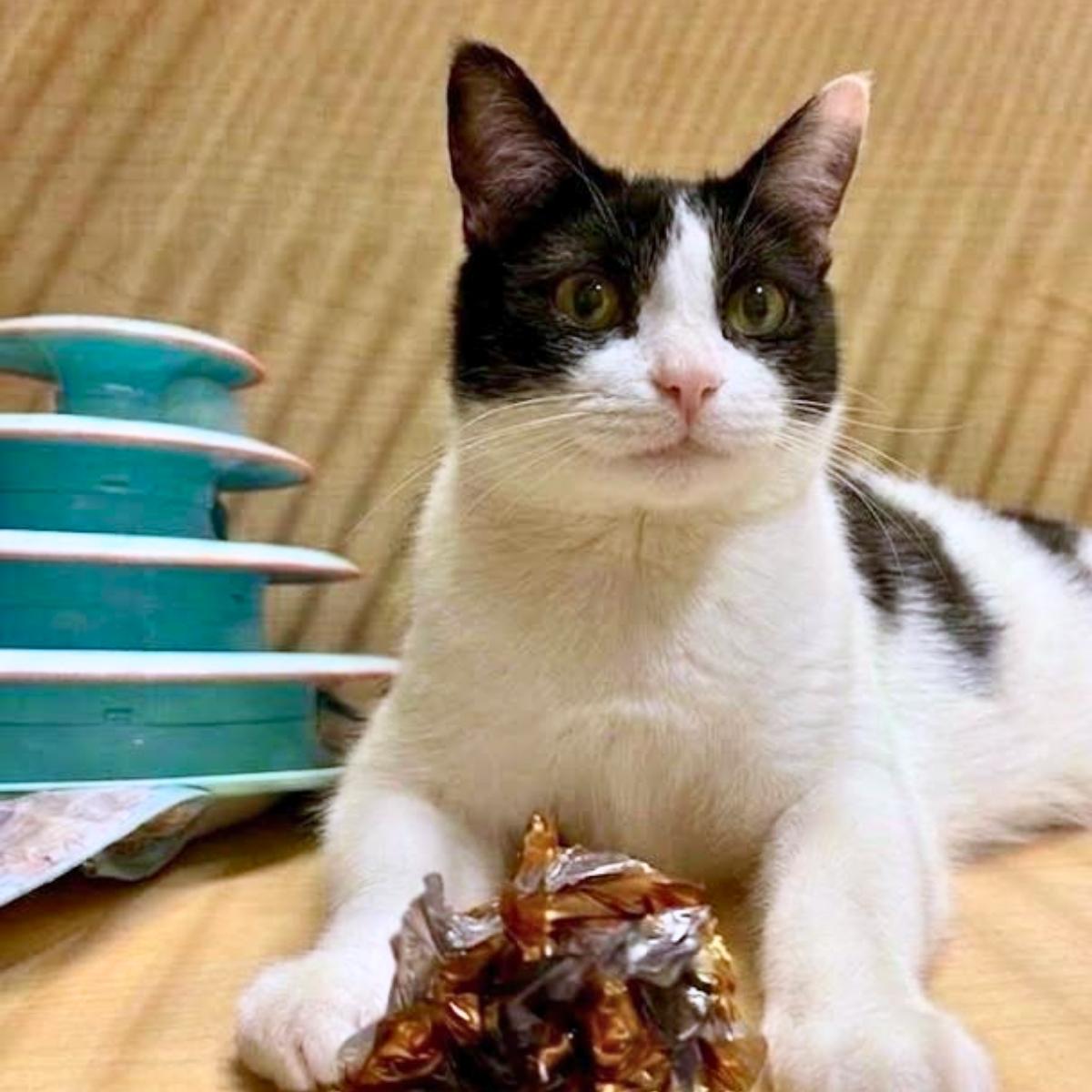 Brady, a ADOPTABLE Domestic Short Hair in Manhattan Beach, CA image 3/5