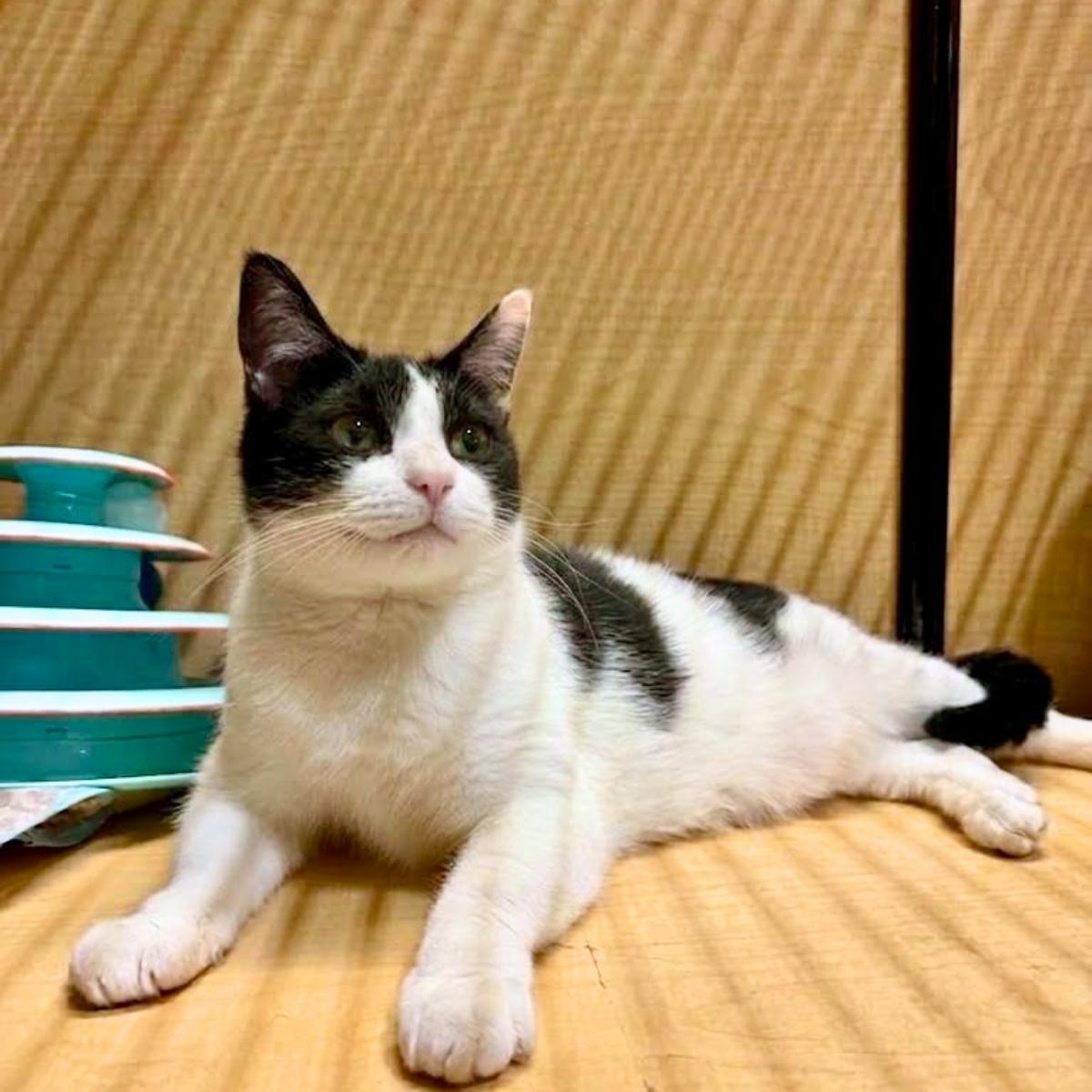 Brady, a ADOPTABLE Domestic Short Hair in Manhattan Beach, CA image 5/5