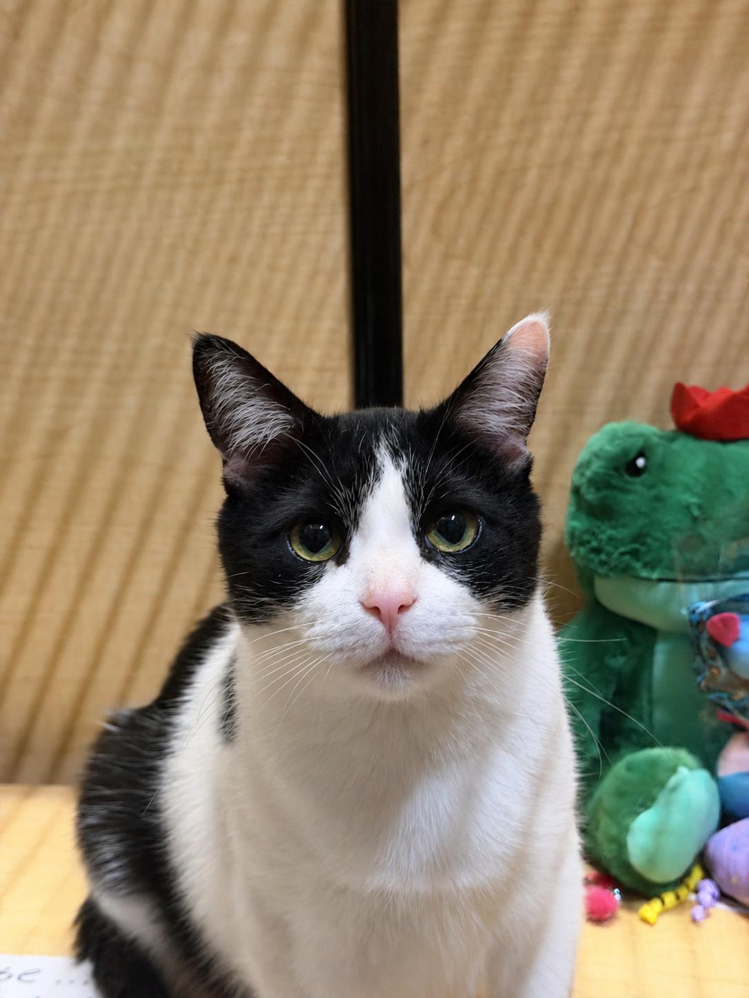 Brady, ADOPTABLE, Adult Male Domestic Short Hair.