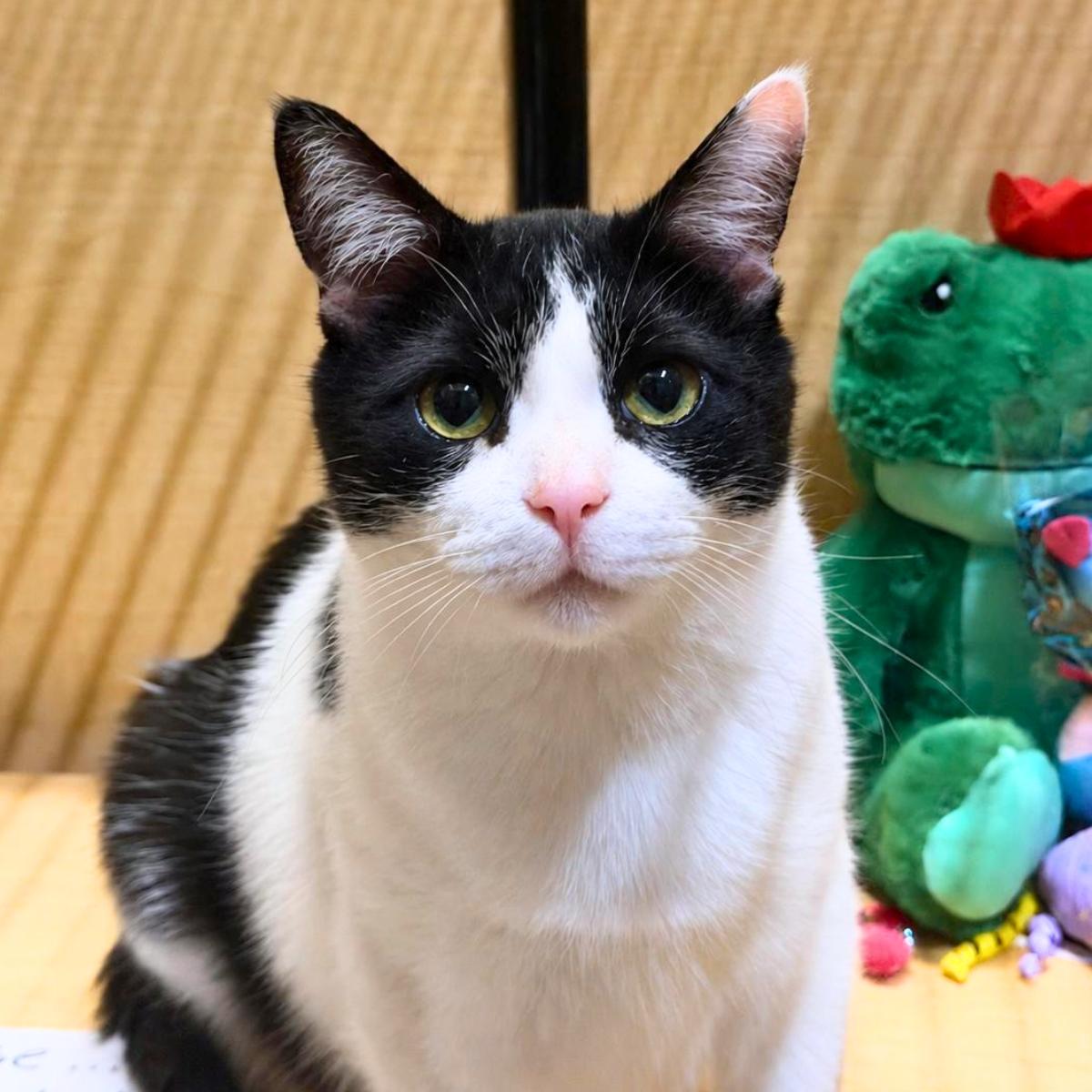Brady, a ADOPTABLE Domestic Short Hair in Manhattan Beach, CA image 1/5