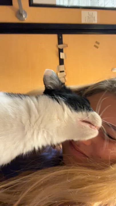 Enlarge Brady, a ADOPTABLE Domestic Short Hair in Manhattan Beach, CA video 2/5