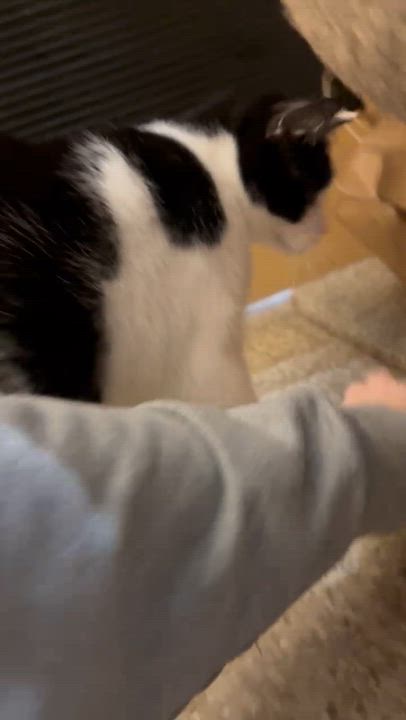 Enlarge Brady, a ADOPTABLE Domestic Short Hair in Manhattan Beach, CA video 4/4