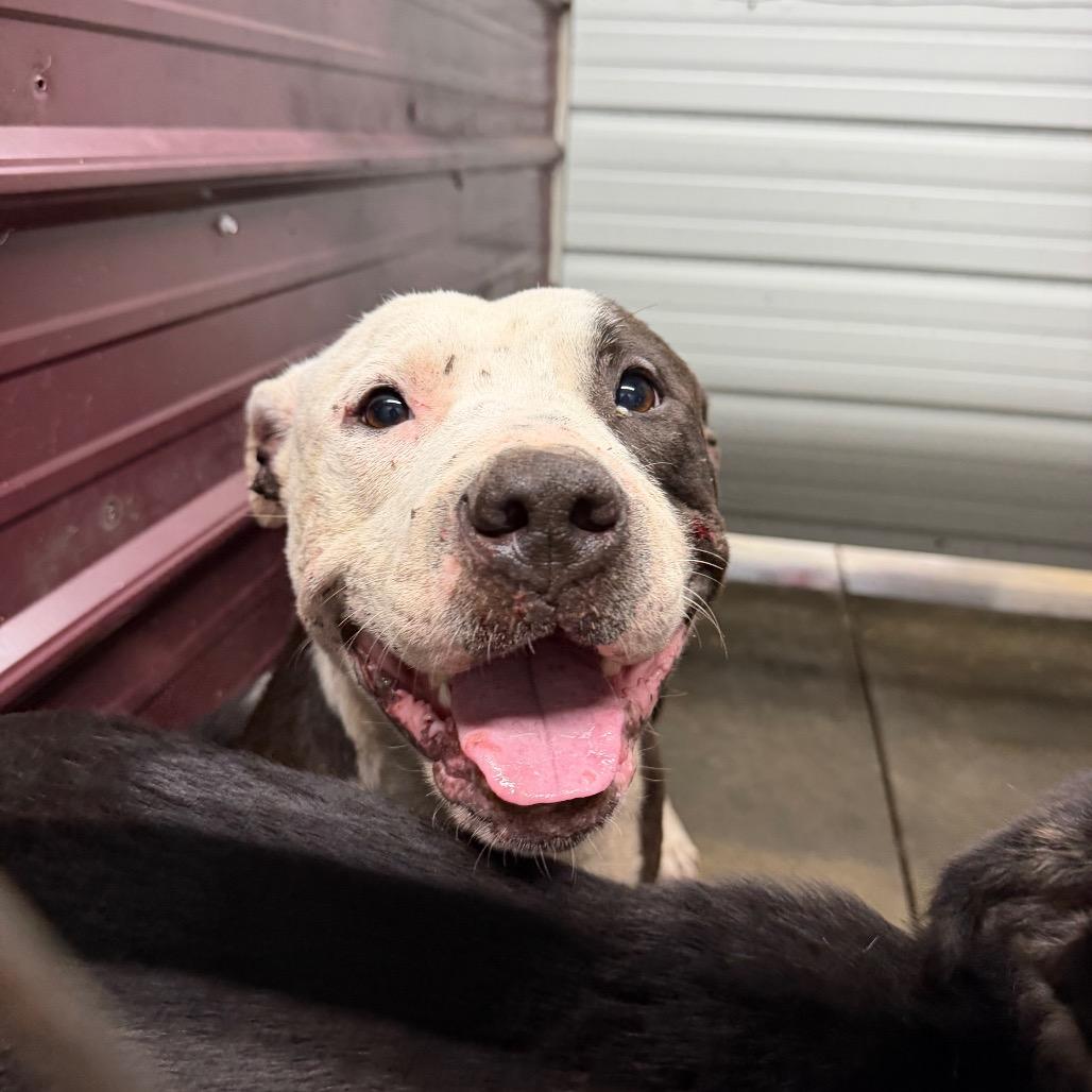 Wilmur, Adoptable, Young Male Pit Bull Terrier.