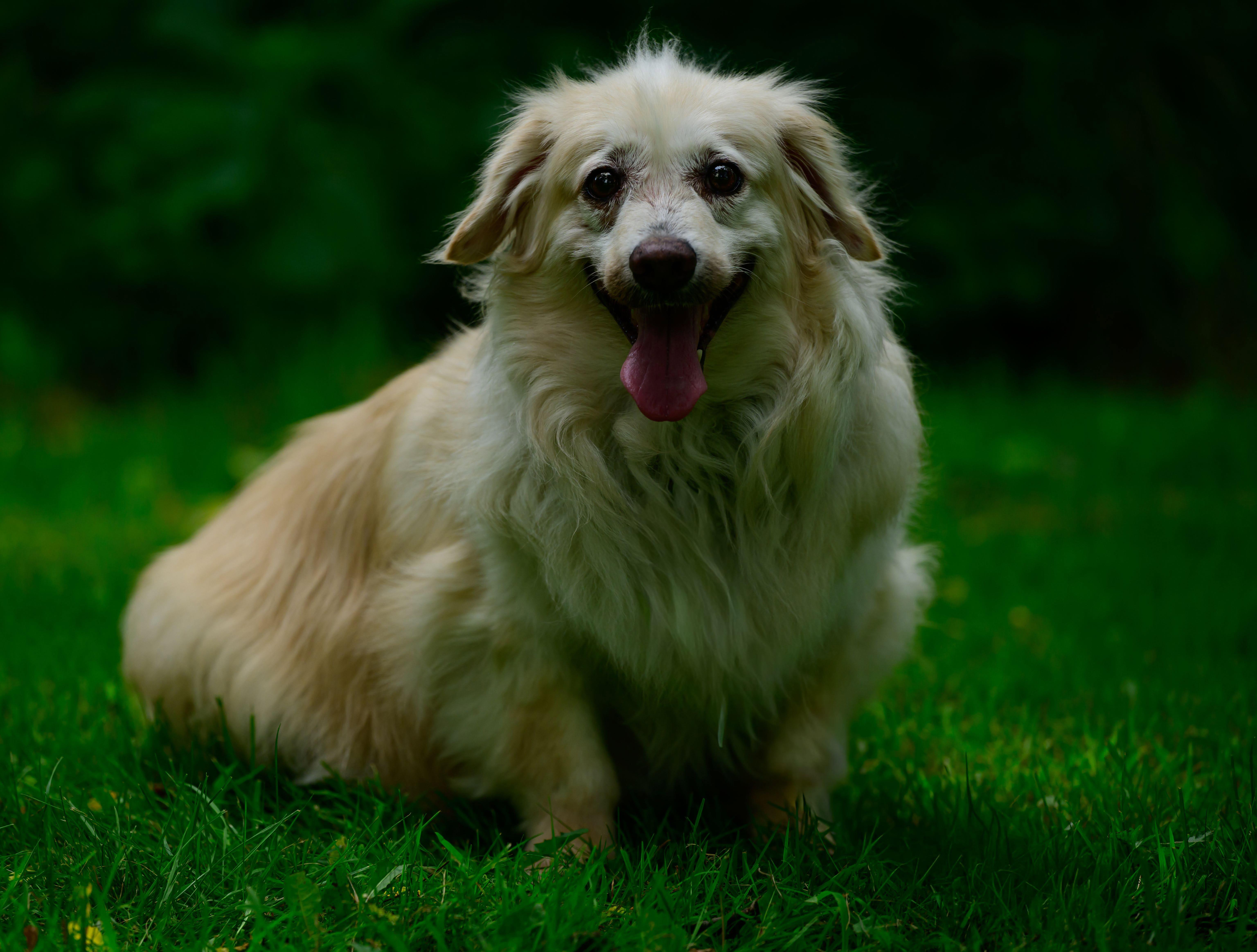 Enlarge Mr Biggs (Biggie), an adoptable mixed breed in Hamilton, ON image 2/5