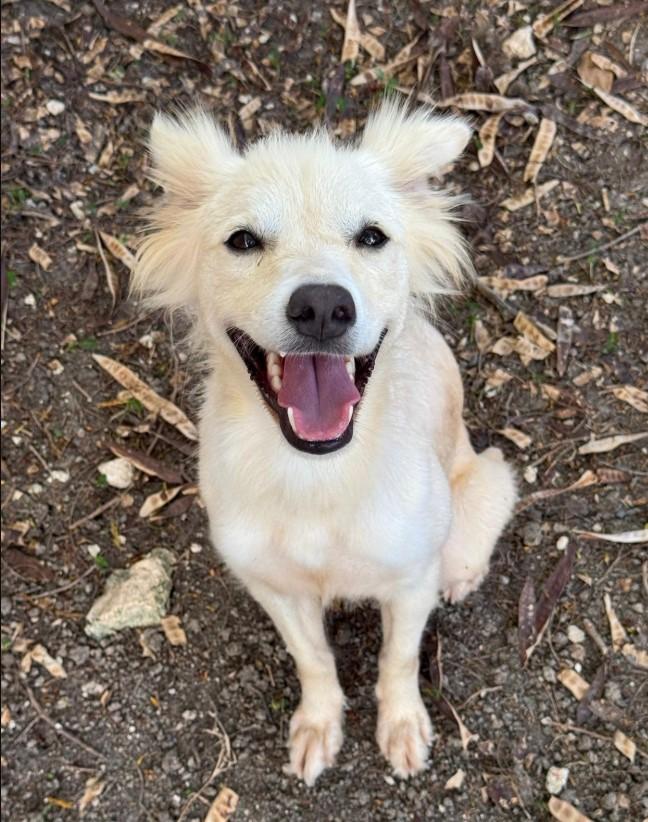 Enlarge Mr Biggs (Biggie), a ADOPTABLE mixed breed in Toronto, ON image 1/4