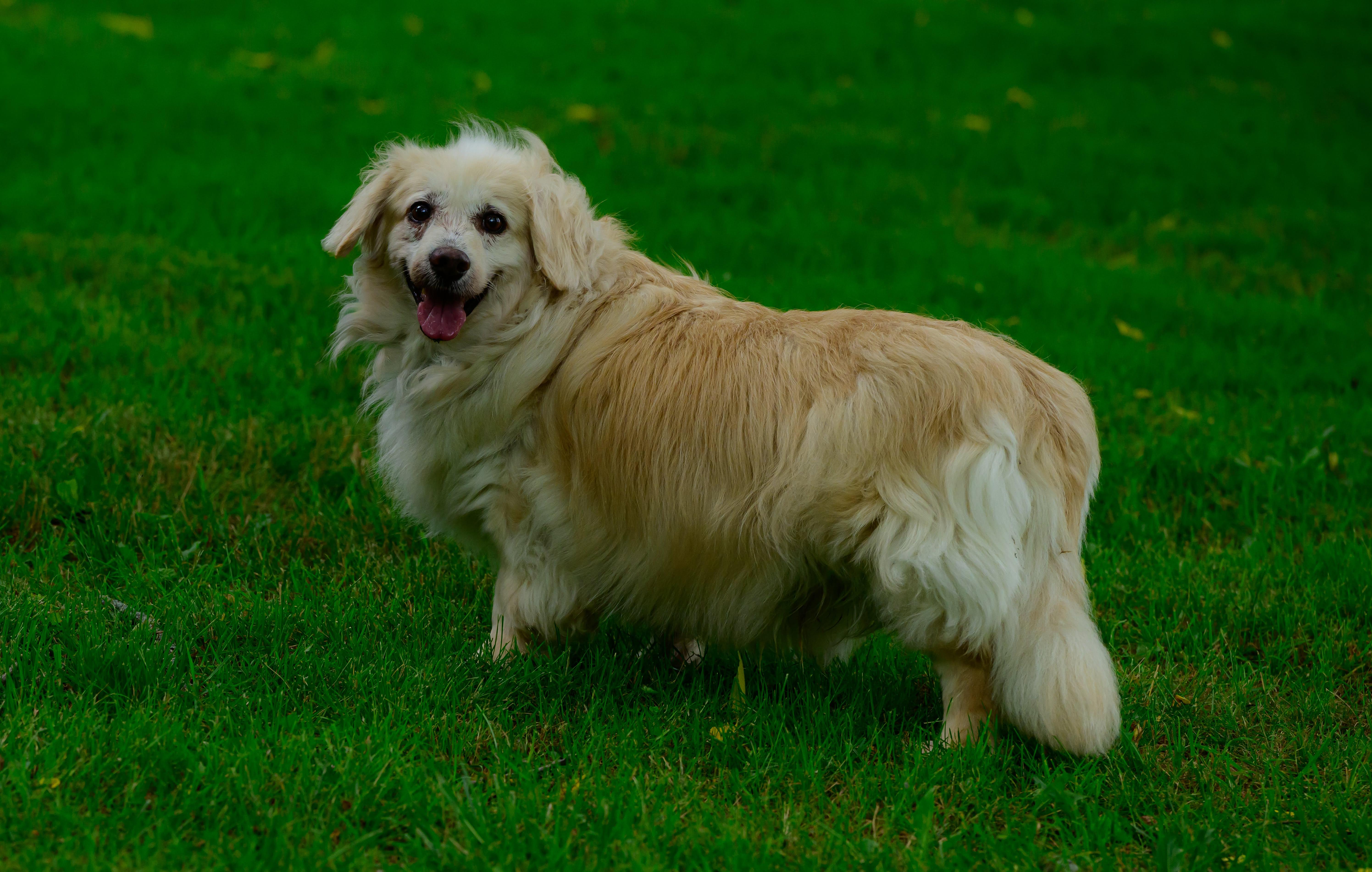 Enlarge Mr Biggs (Biggie), an adoptable mixed breed in Hamilton, ON image 5/5