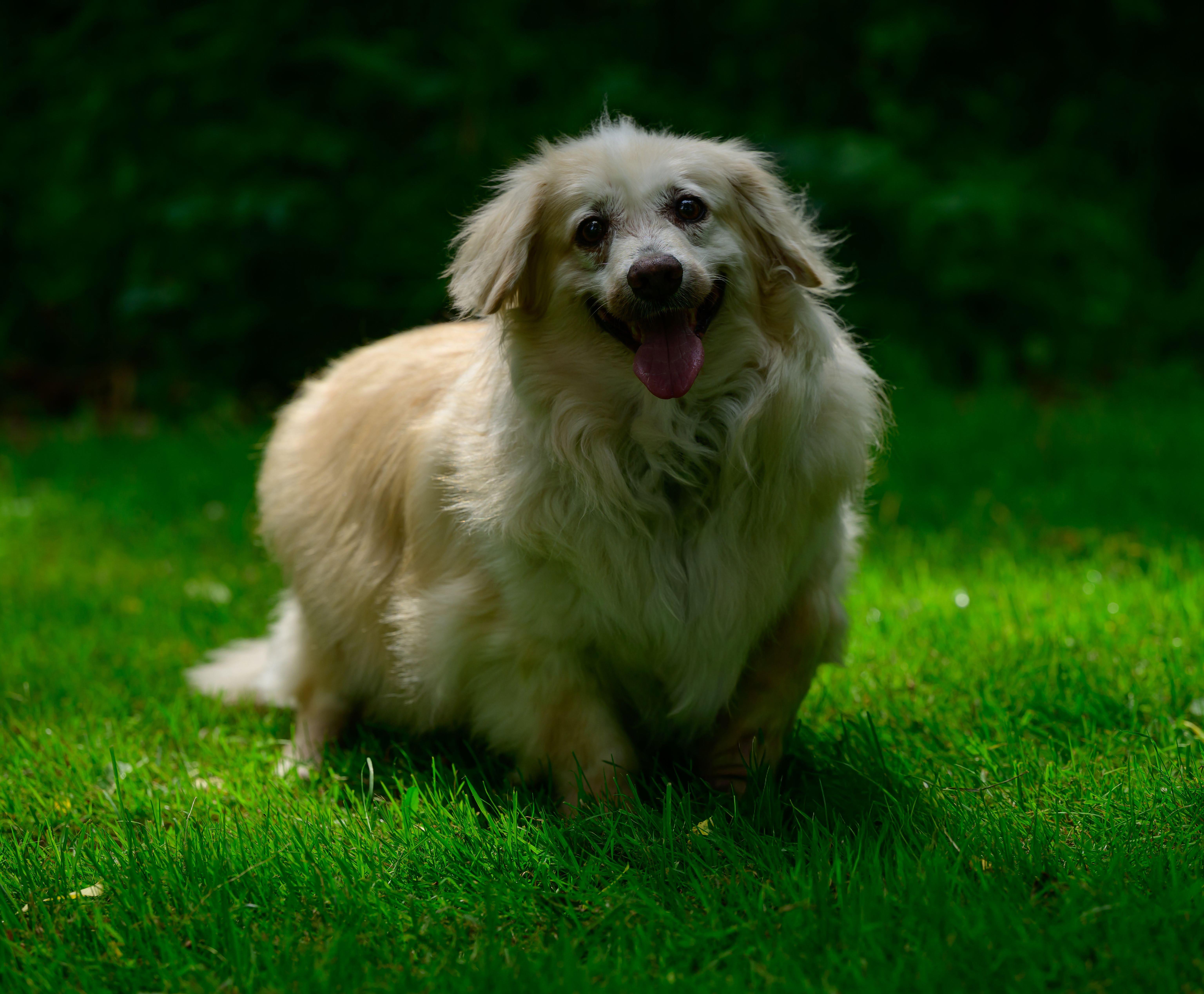 Enlarge Mr Biggs (Biggie), an adoptable mixed breed in Hamilton, ON image 1/5