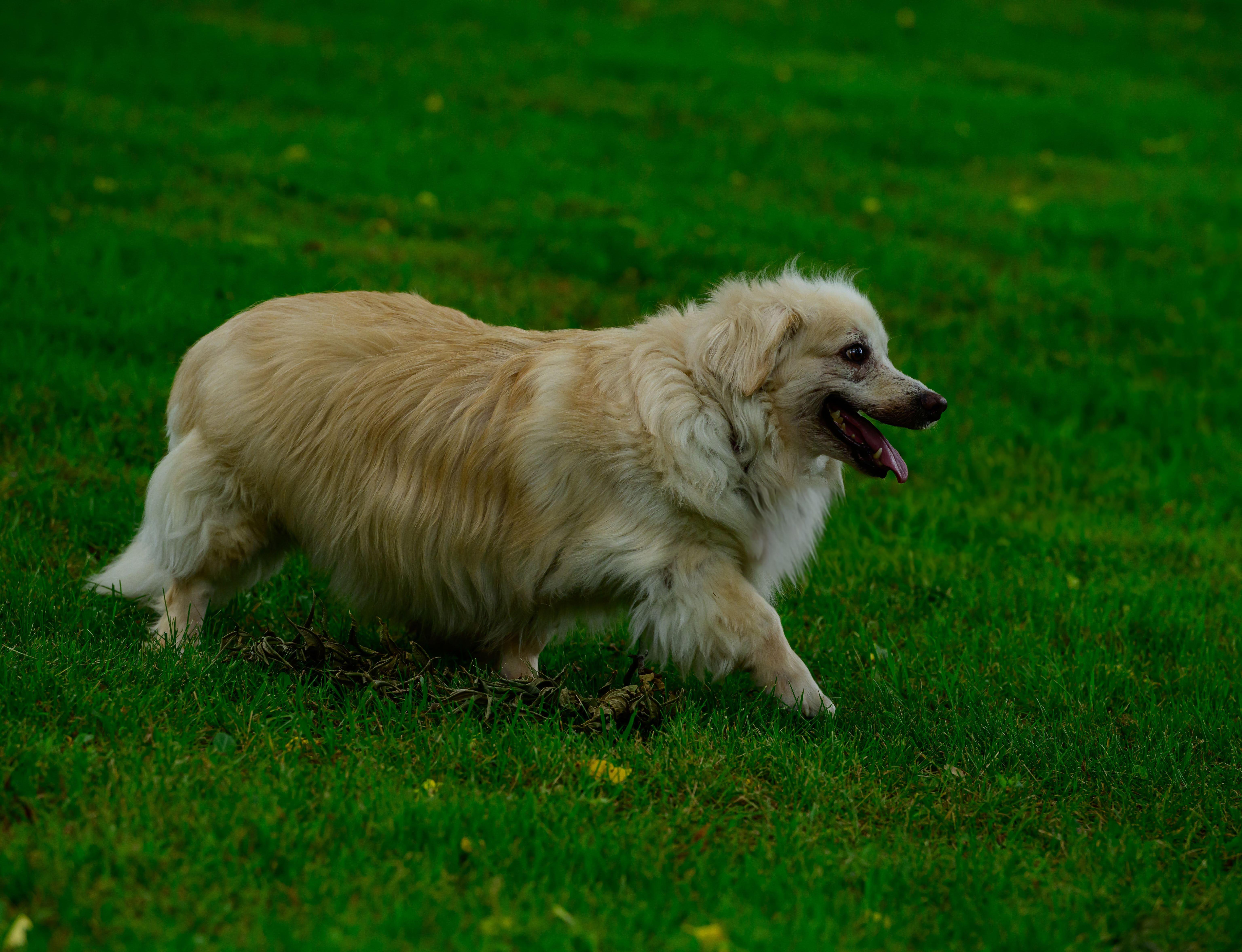 Enlarge Mr Biggs (Biggie), an adoptable mixed breed in Hamilton, ON image 4/5