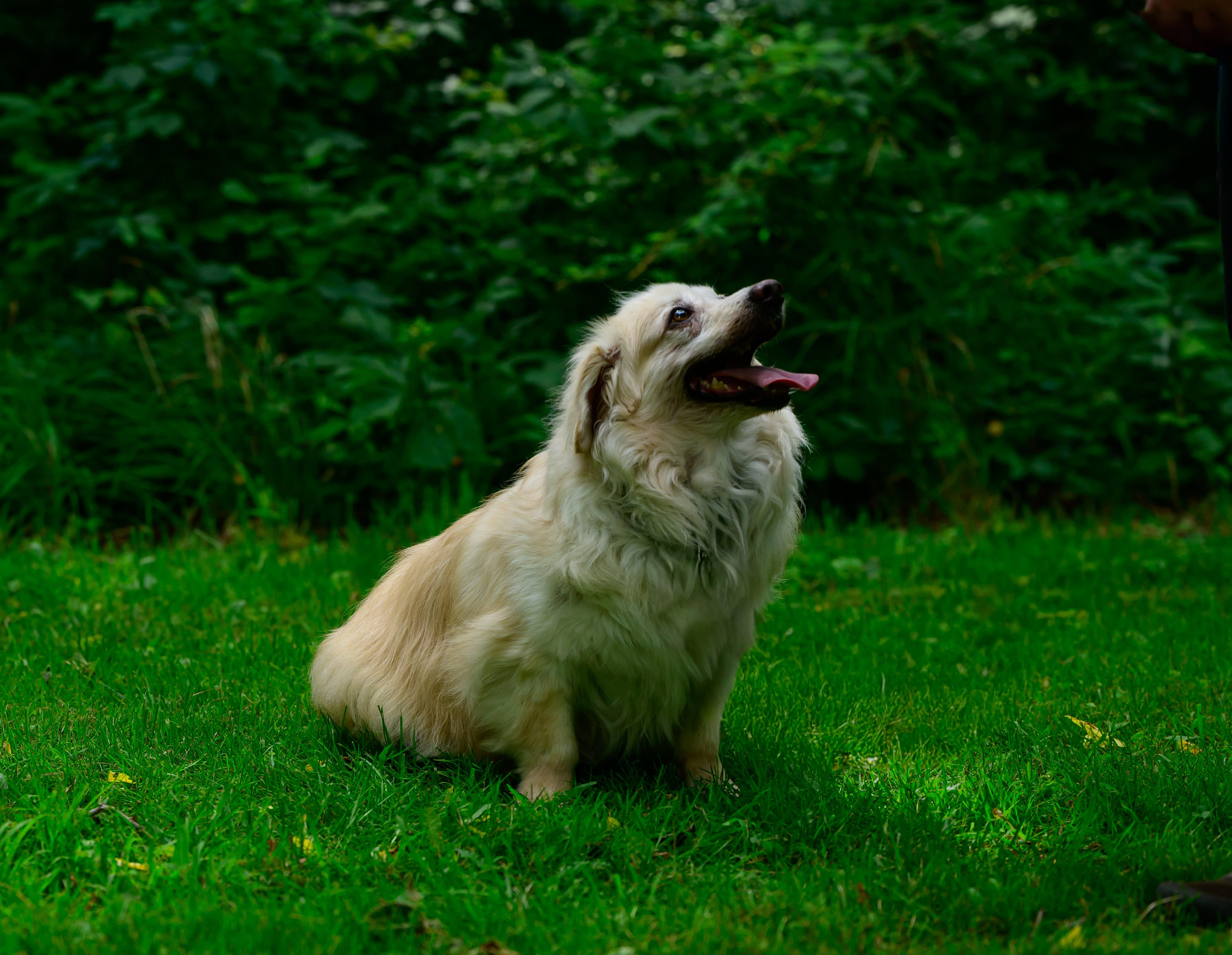 Enlarge Mr Biggs (Biggie), an adoptable mixed breed in Hamilton, ON image 3/5