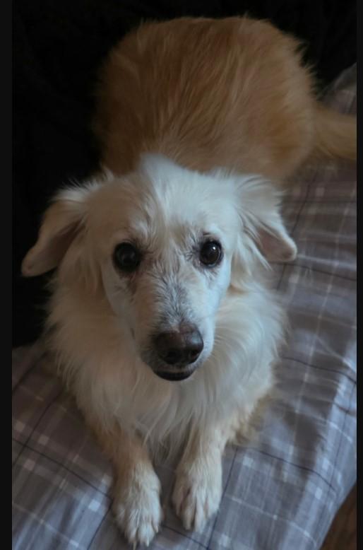 Mr Biggs (Biggie), adoptable, Adult Male Terrier.